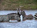 Gossiping at the waterhole